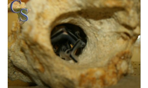 Synodontis petricola